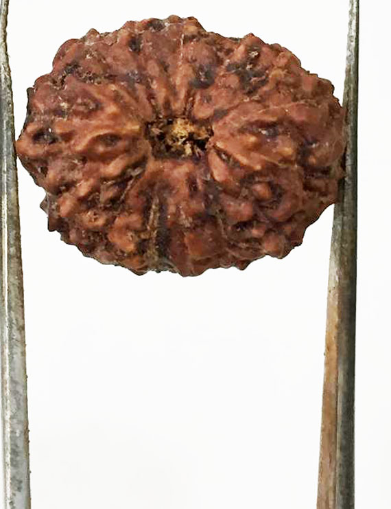 15 Mukhi Indonesian Rudraksha Size- 17.50 mm